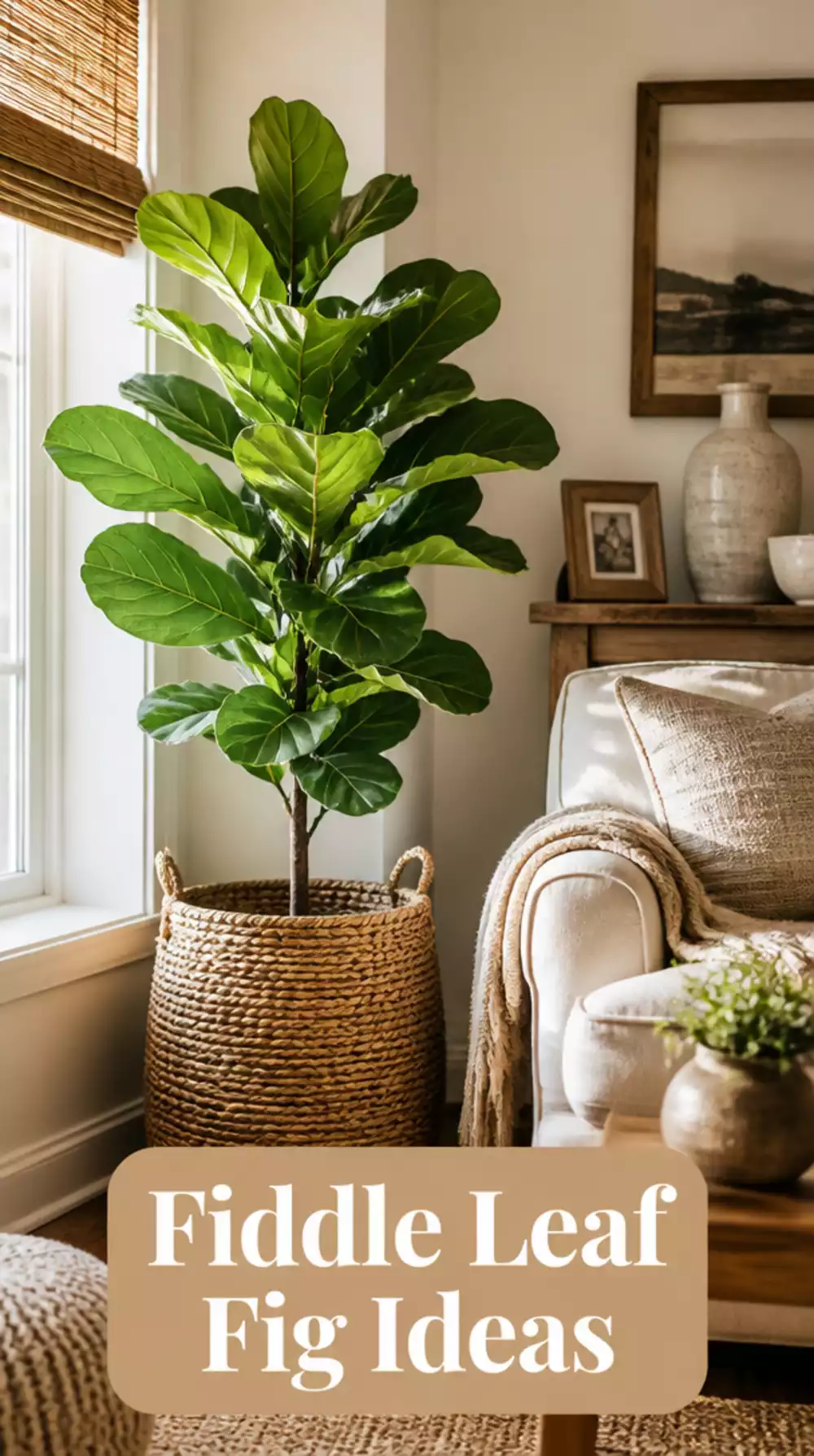 Small Living Room Fiddle Leaf Fig in a Woven Pot That Makes a Tiny Space Feel Lush