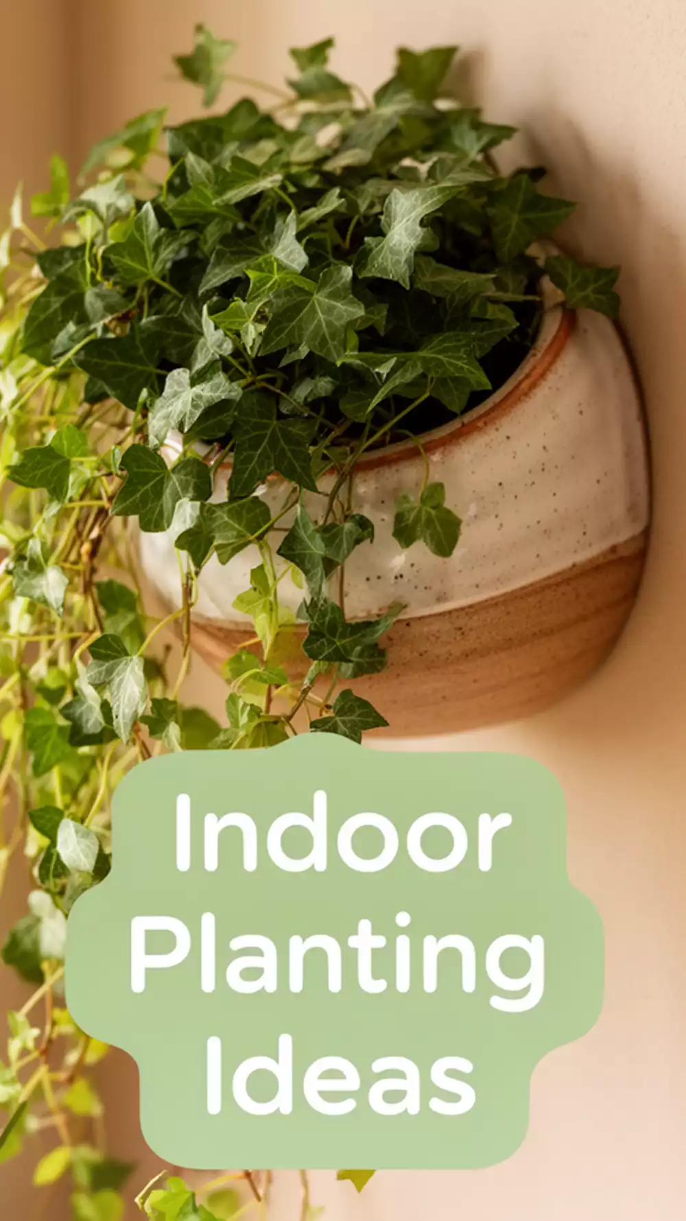 Trailing Ivy Plant Ideas for Small Spaces